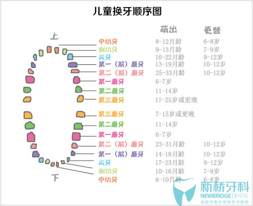 兒童換牙順序圖