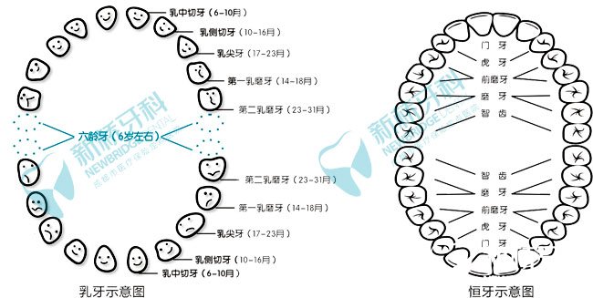 乳牙示意圖+恒牙示意圖